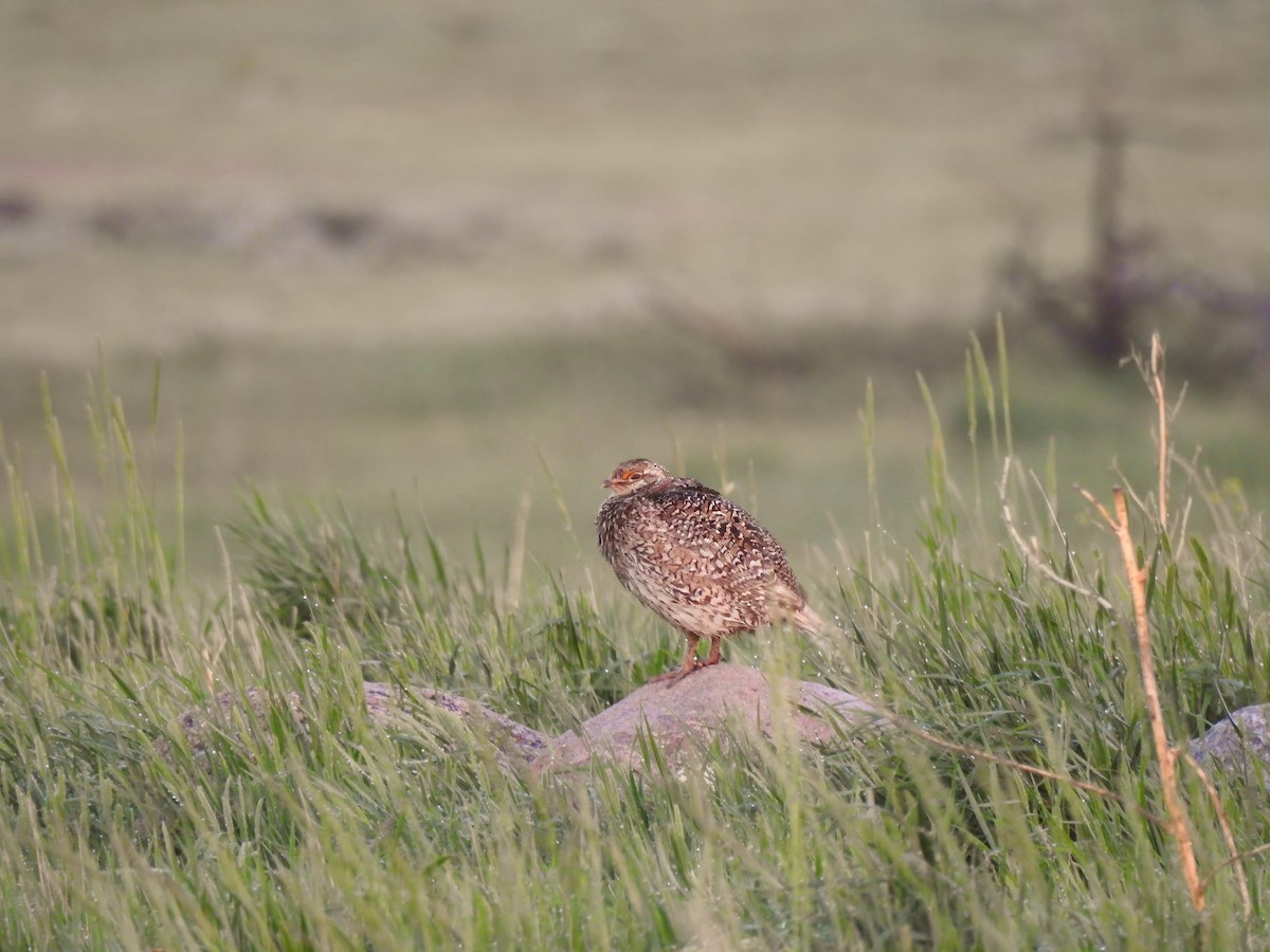 Sharp-tailed Grouse - ML621890511