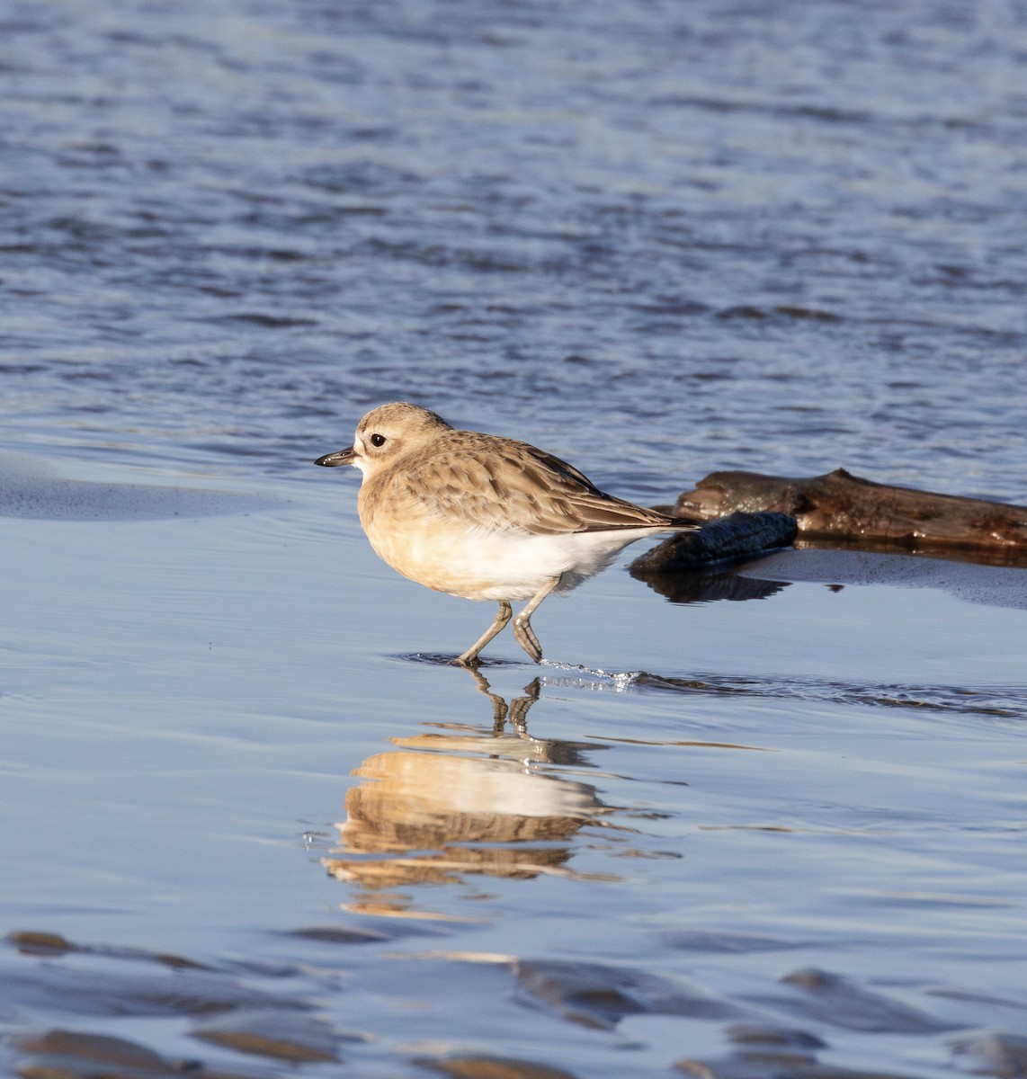 Red-breasted Dotterel - ML621890597