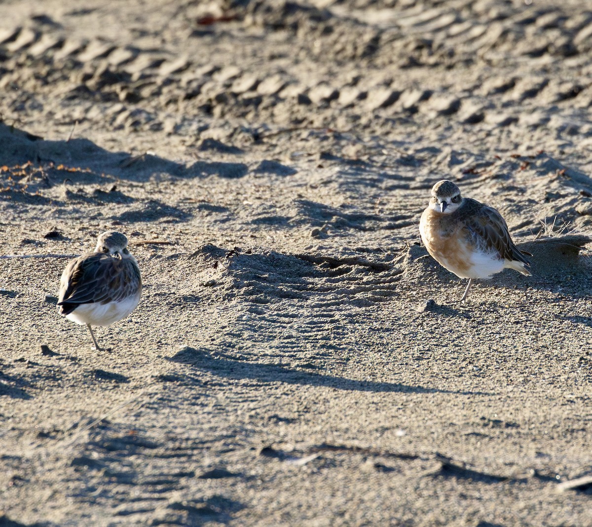 Red-breasted Dotterel - ML621890599