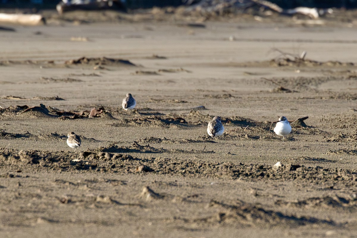 Red-breasted Dotterel - ML621890600