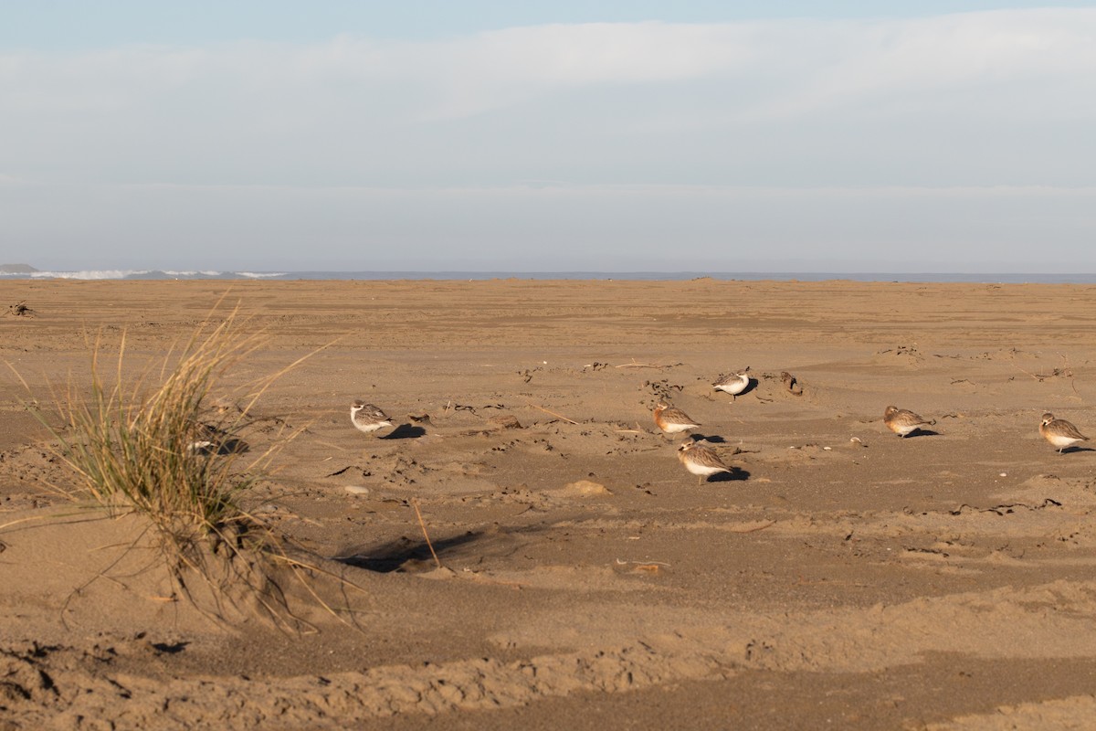 Red-breasted Dotterel - ML621890602