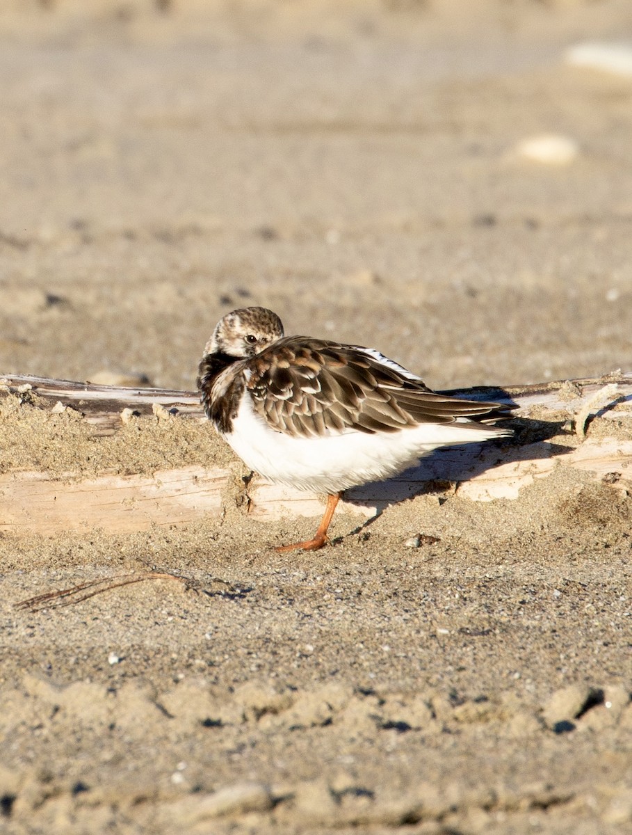 Ruddy Turnstone - ML621890603