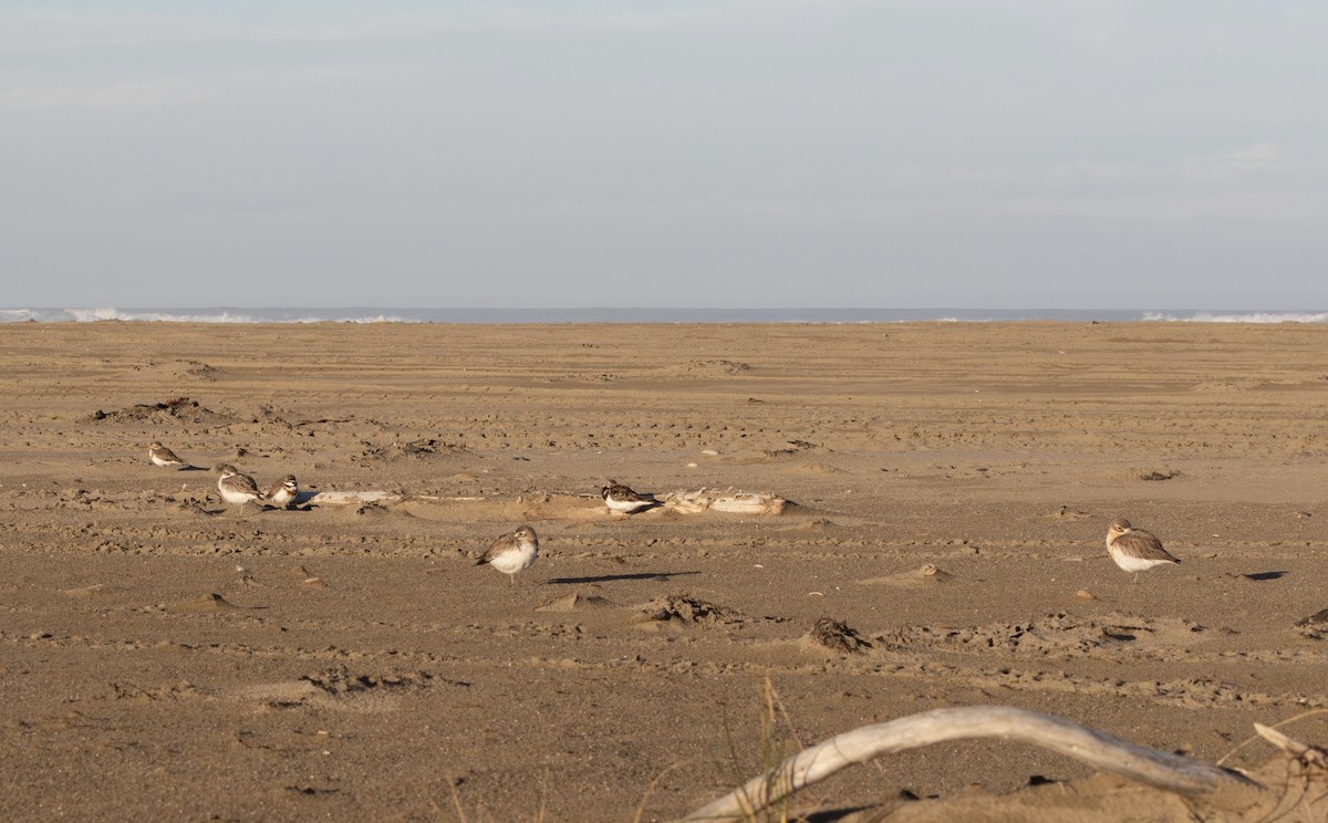 Ruddy Turnstone - ML621890604