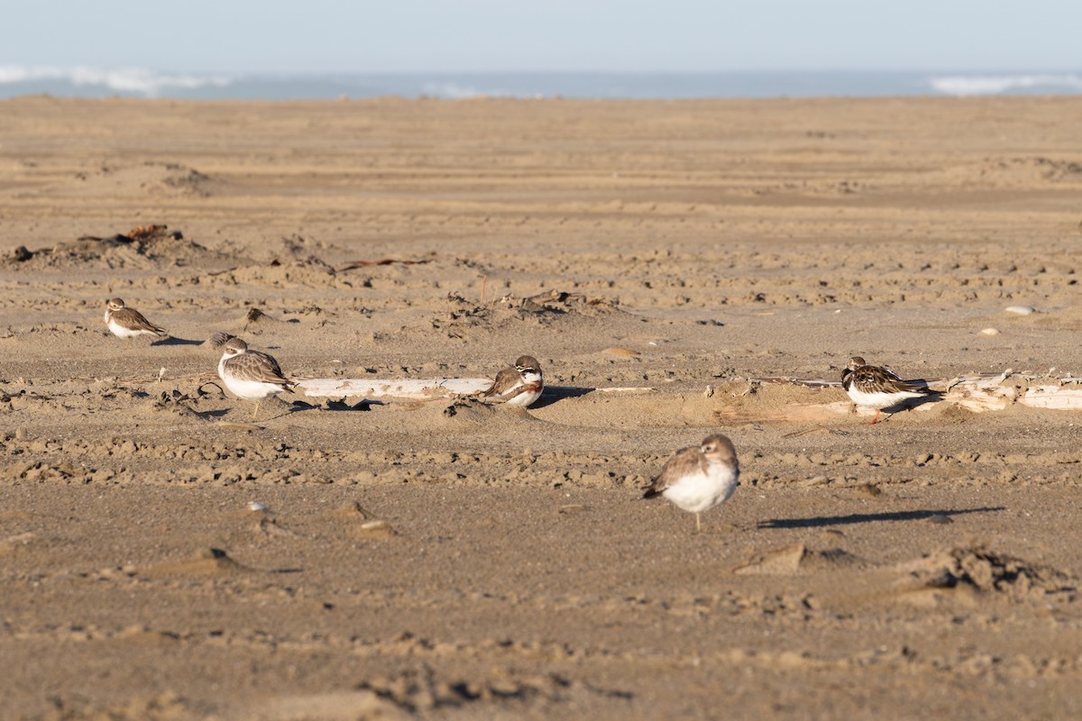 Ruddy Turnstone - ML621890605