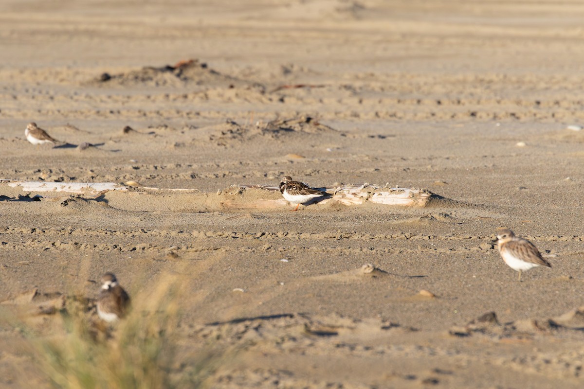Ruddy Turnstone - ML621890606