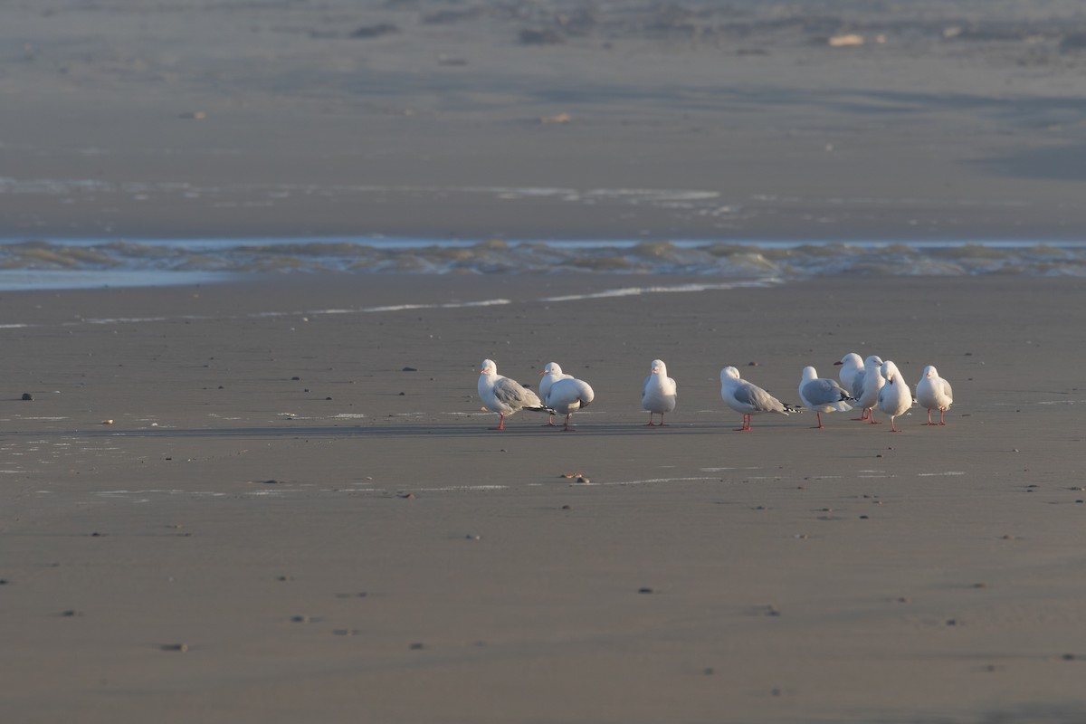Silver Gull - ML621890629