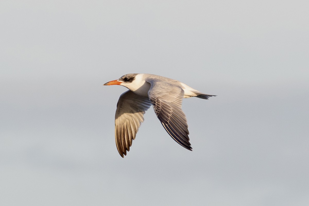 Caspian Tern - ML621890631