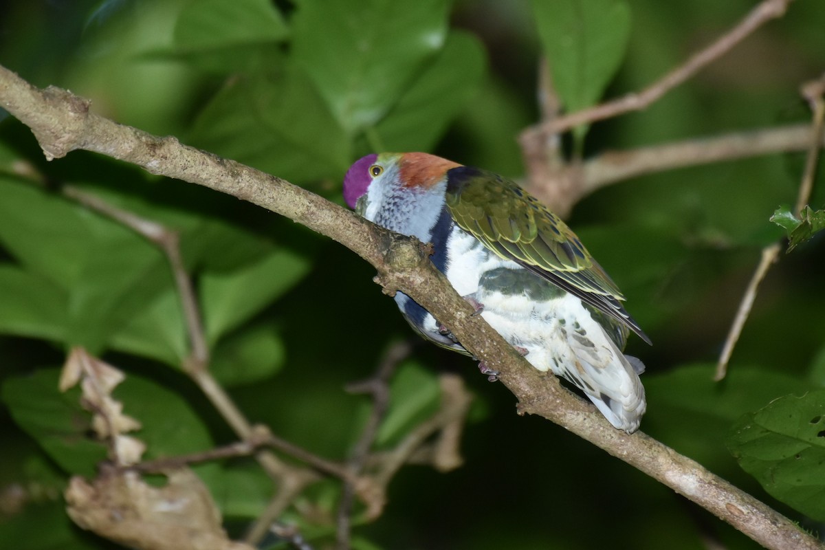 Rose-crowned Fruit-Dove - ML621890655
