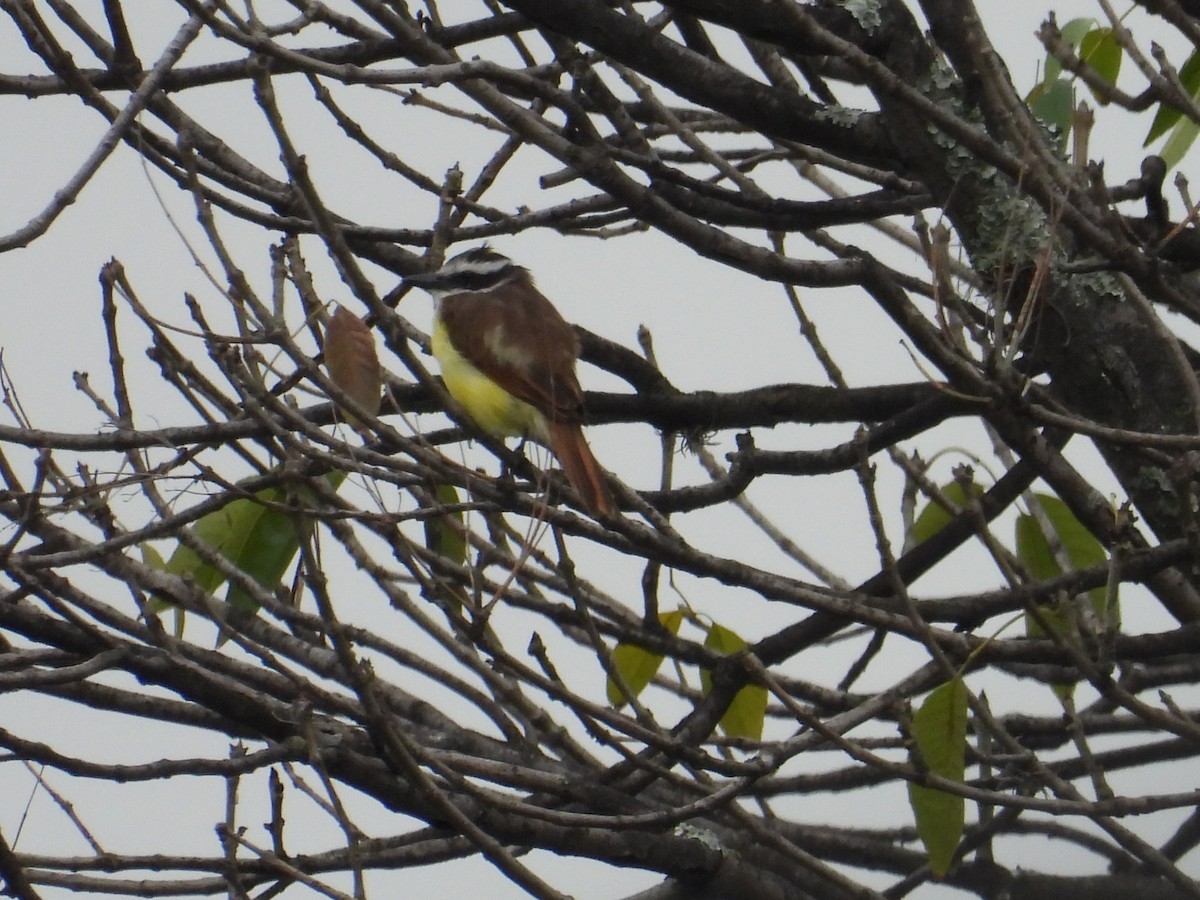 Great Kiskadee - ML621890939