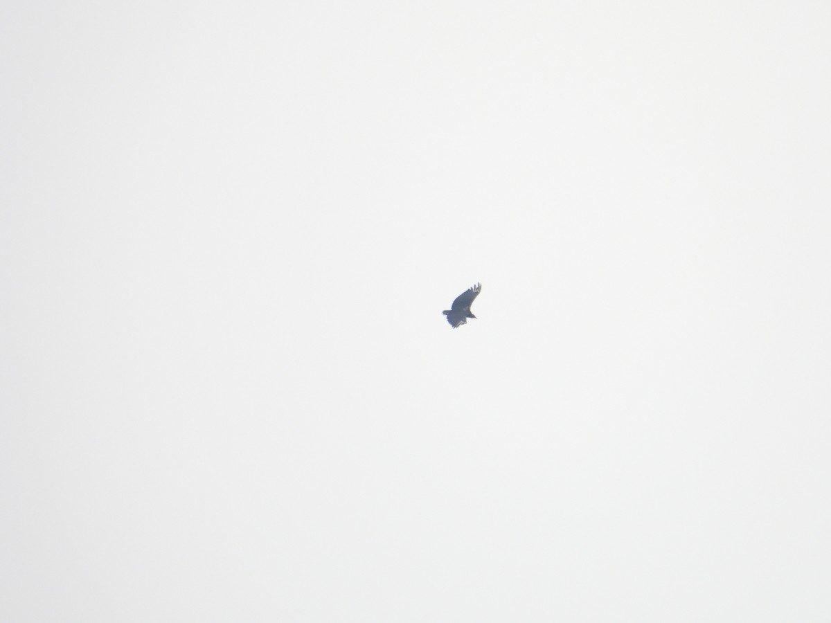 Black Vulture - ML621890951