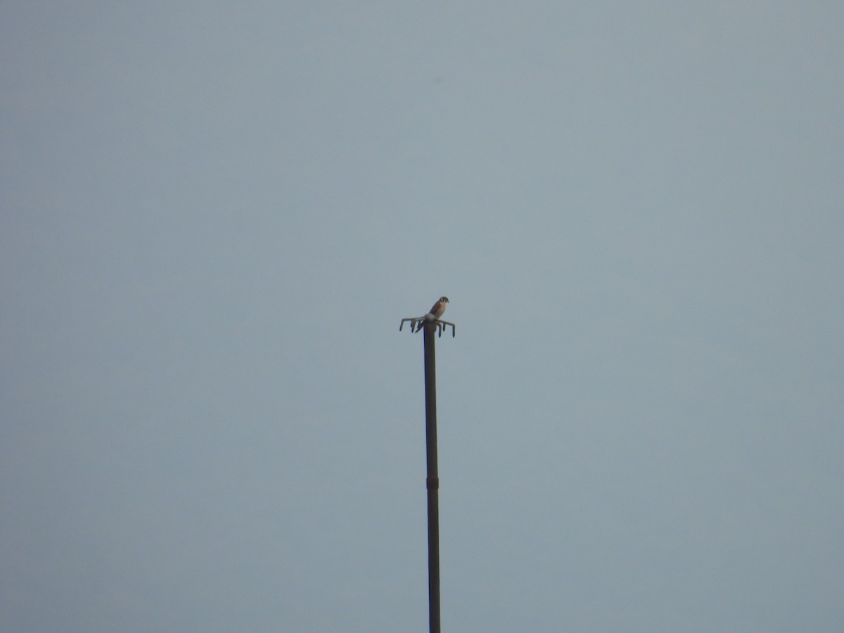 アメリカチョウゲンボウ - ML621890962