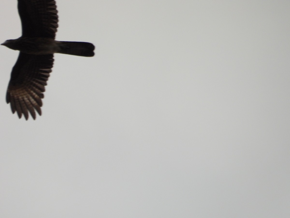 キバラカラカラ - ML621890987