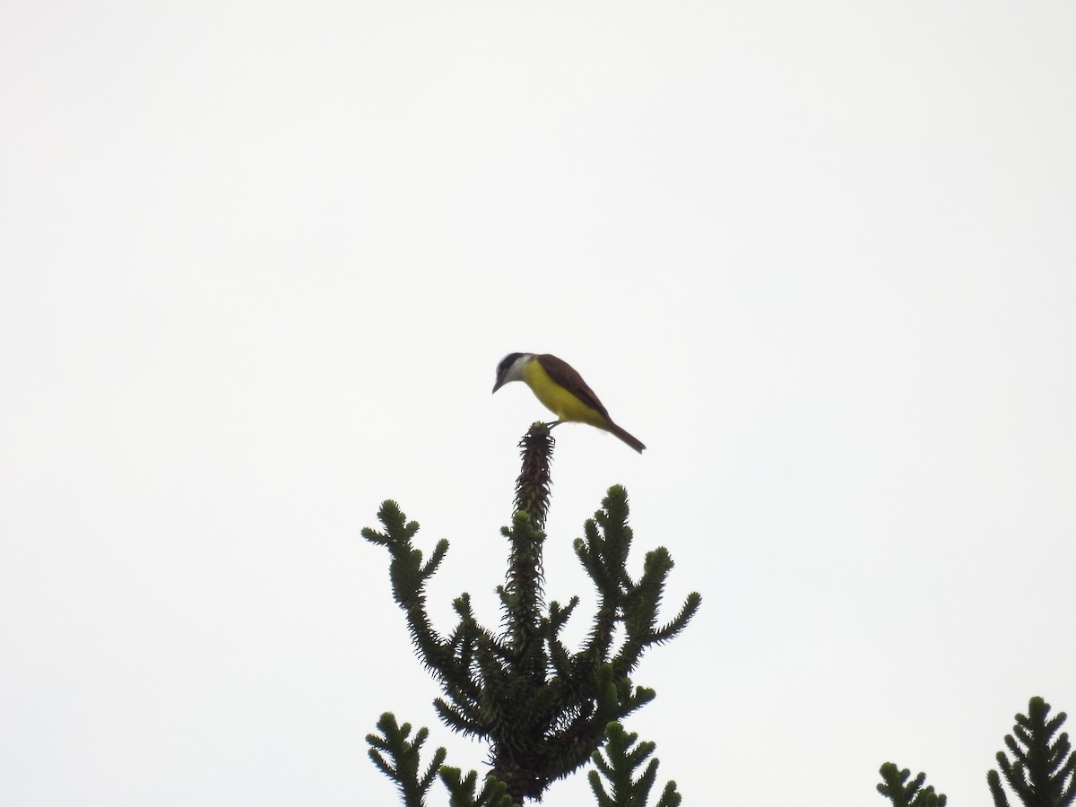 キバラオオタイランチョウ - ML621891004