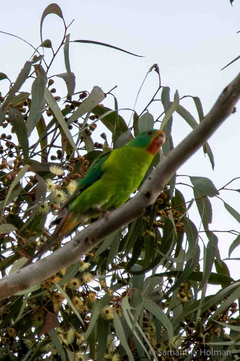 Swift Parrot - ML621891005