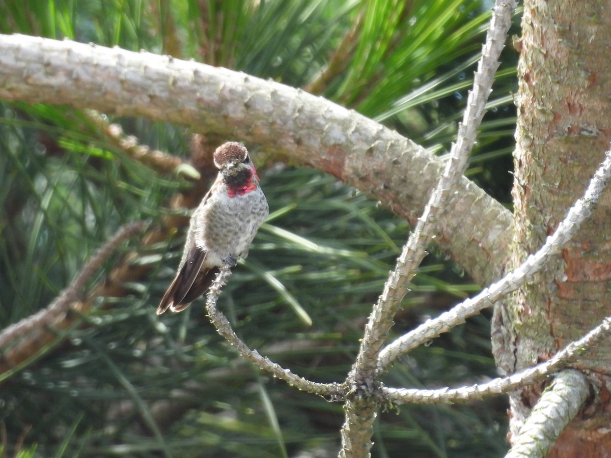 Anna's Hummingbird - ML621891014