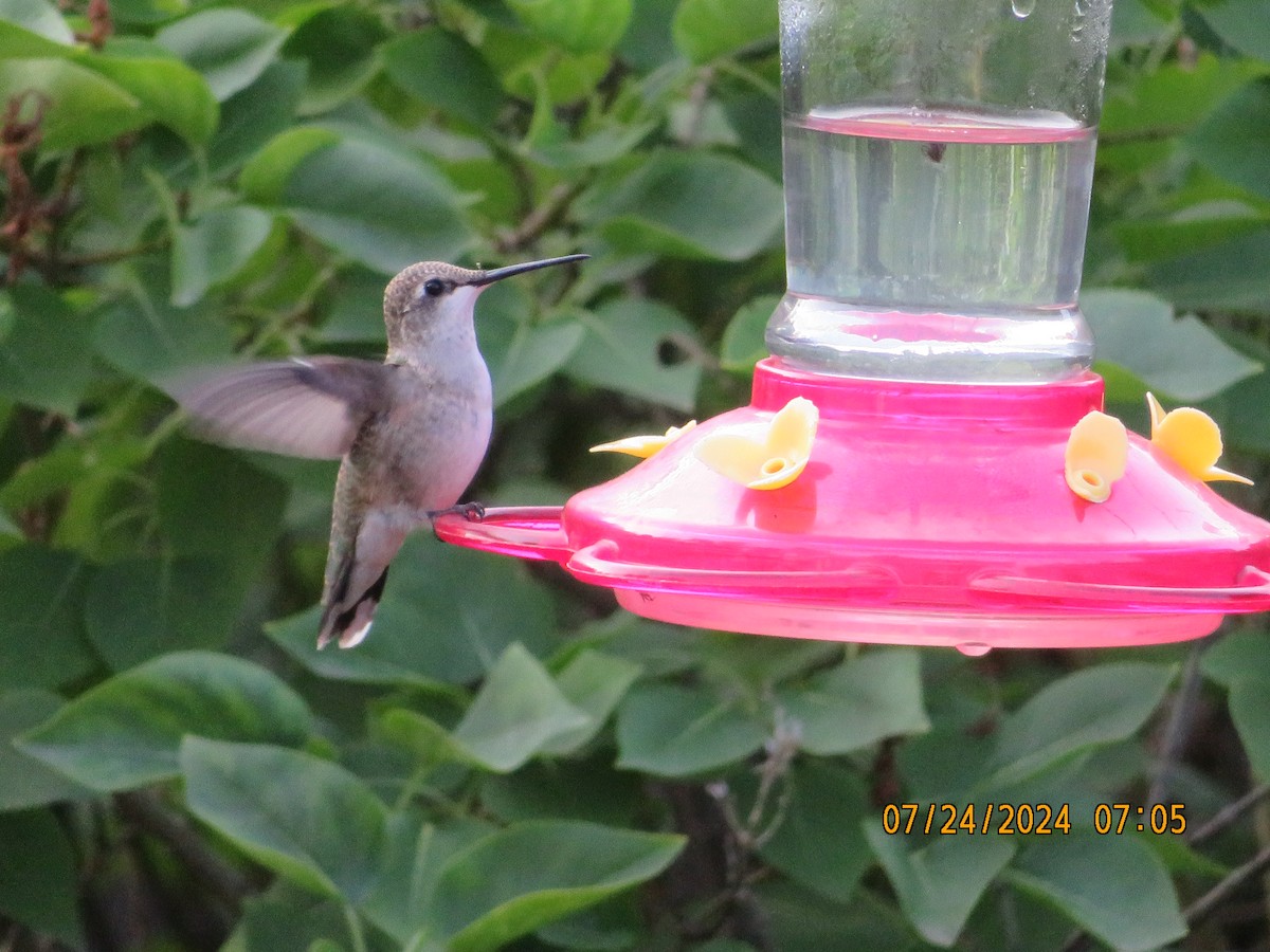 Black-chinned Hummingbird - ML621891022