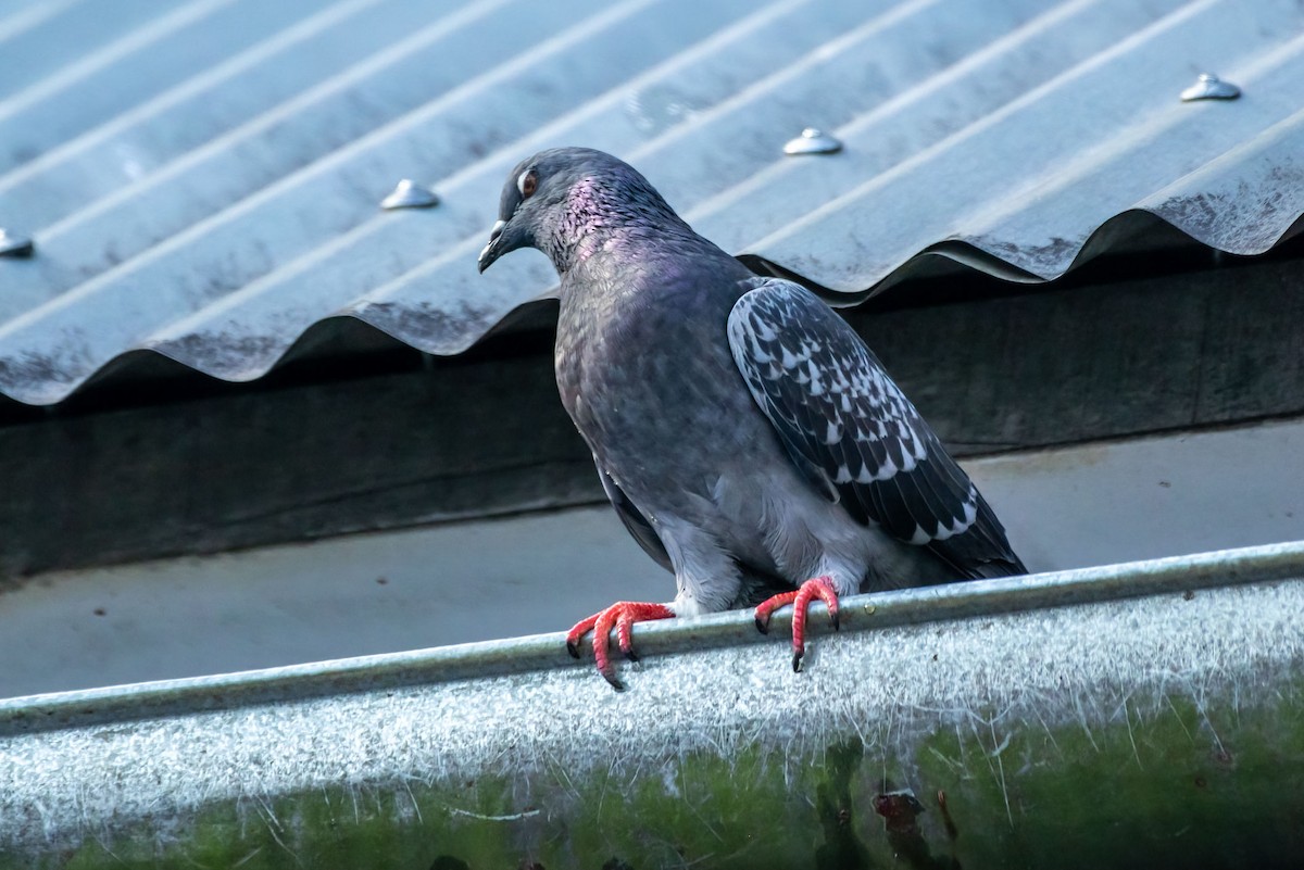 Rock Pigeon (Feral Pigeon) - ML621891023