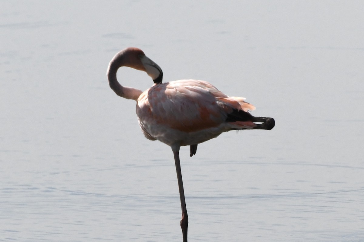 Flamant des Caraïbes - ML621891024