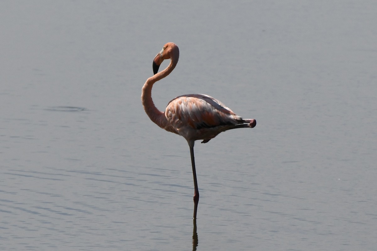 Flamant des Caraïbes - ML621891025