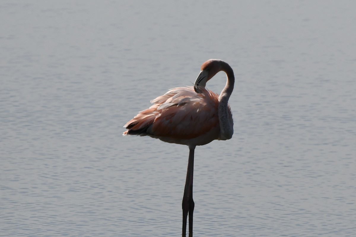 Flamant des Caraïbes - ML621891026