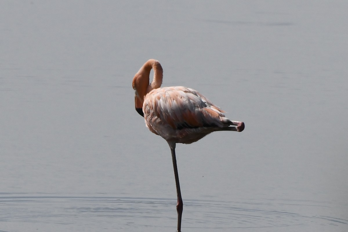 Flamant des Caraïbes - ML621891027