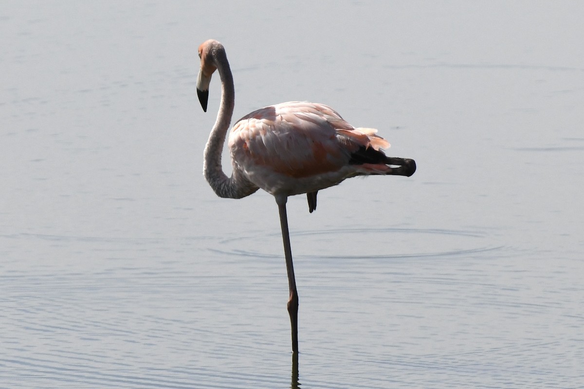 Flamant des Caraïbes - ML621891028