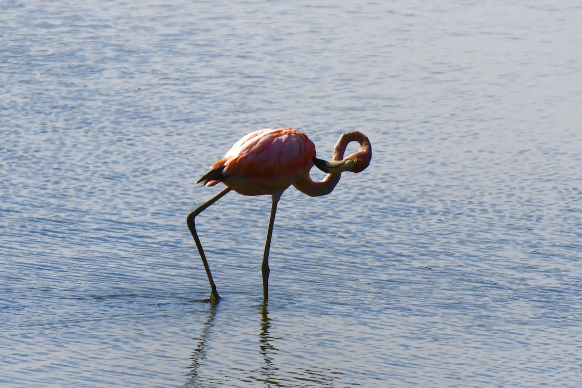 Flamant des Caraïbes - ML621891029
