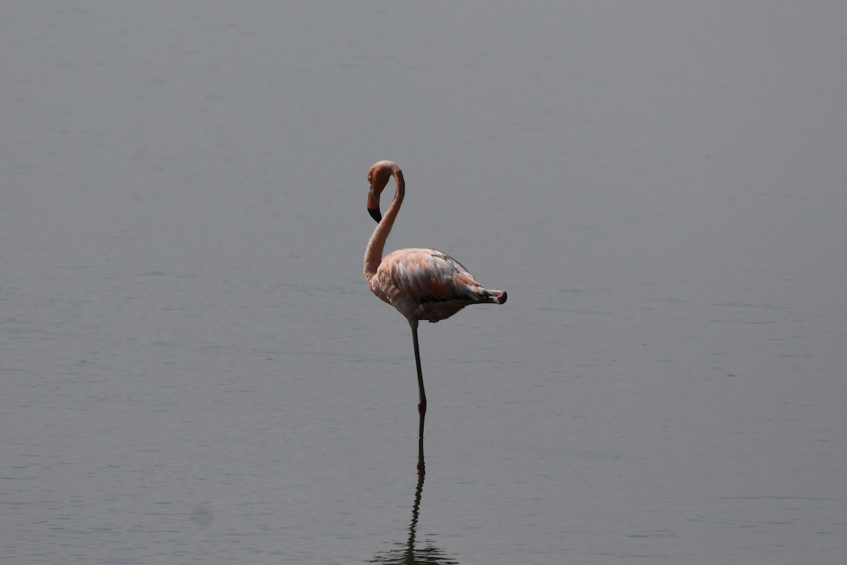 Flamant des Caraïbes - ML621891030