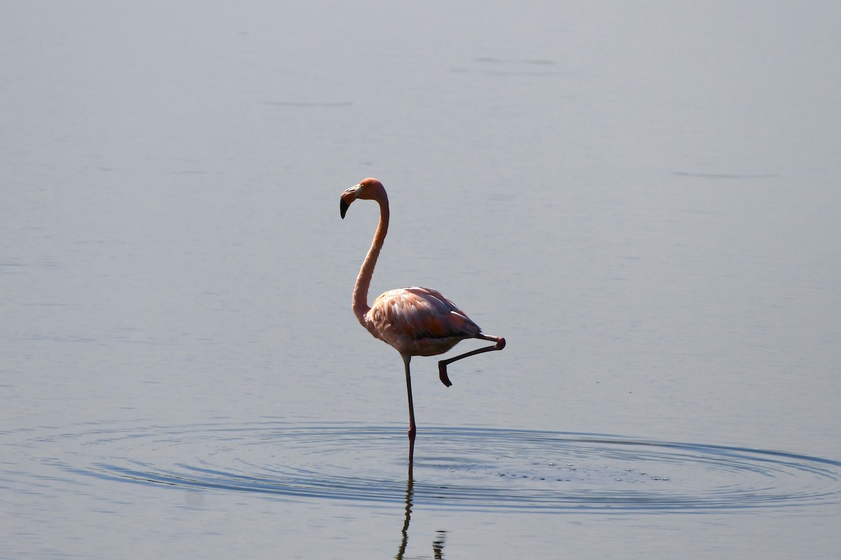 Flamant des Caraïbes - ML621891031