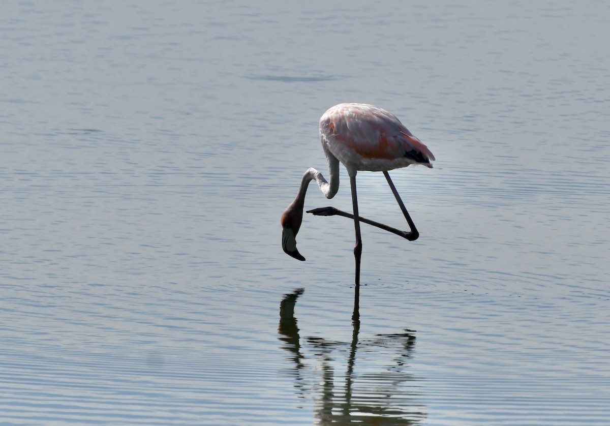 Flamant des Caraïbes - ML621891032