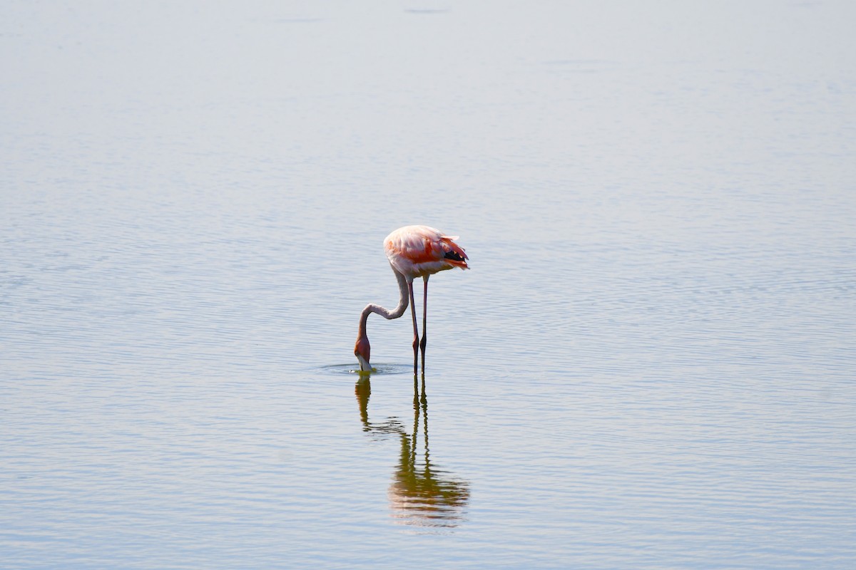 Flamant des Caraïbes - ML621891033