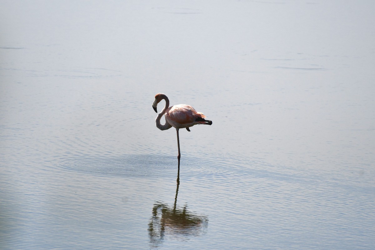 Flamant des Caraïbes - ML621891034