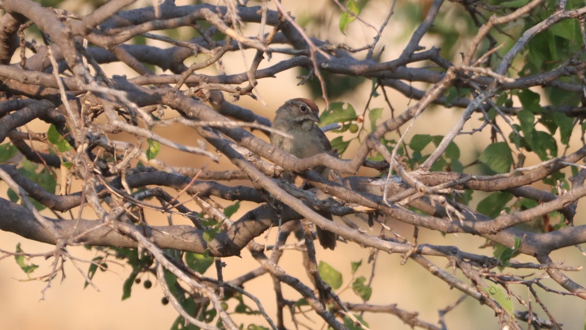Rufous-crowned Sparrow - ML621891043