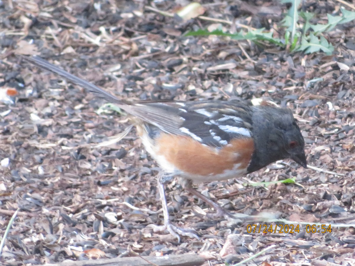 Spotted Towhee - ML621891050
