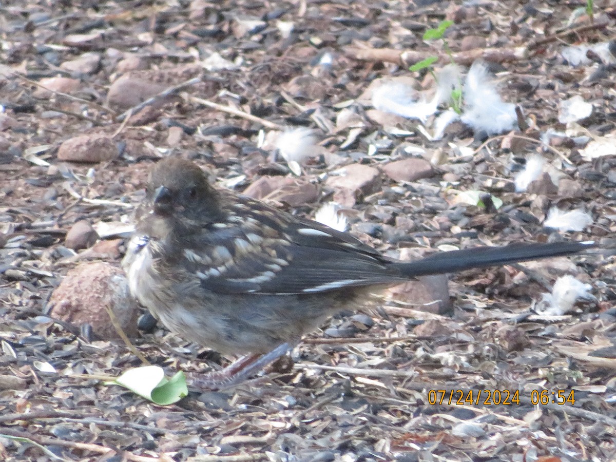 Spotted Towhee - ML621891055
