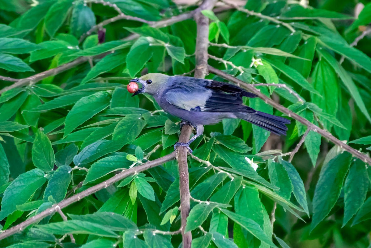 Palm Tanager - ML621891069