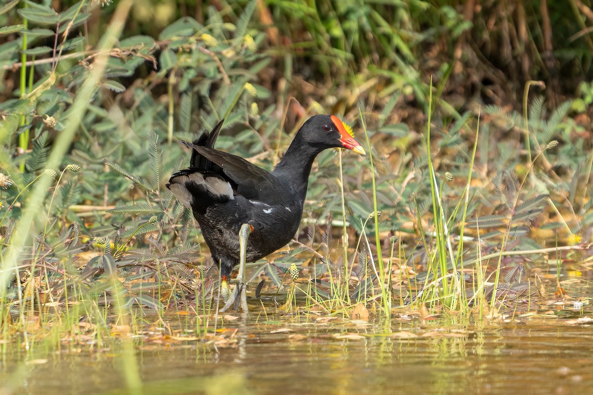 Eurasian Moorhen - ML621891109