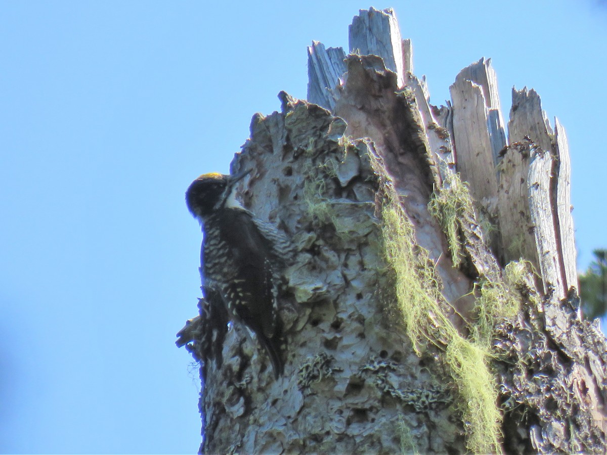 American Three-toed Woodpecker - ML621891117