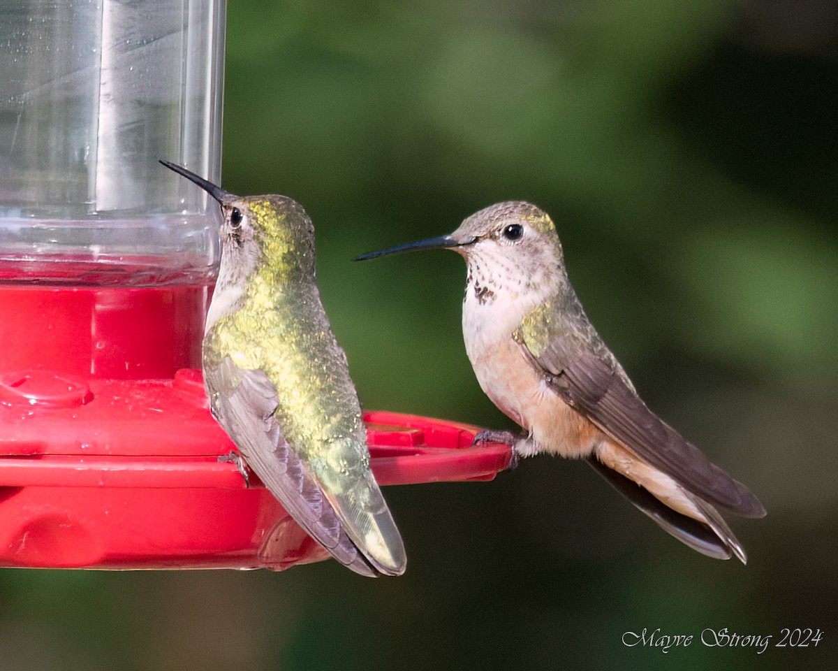 Broad-tailed Hummingbird - ML621891144