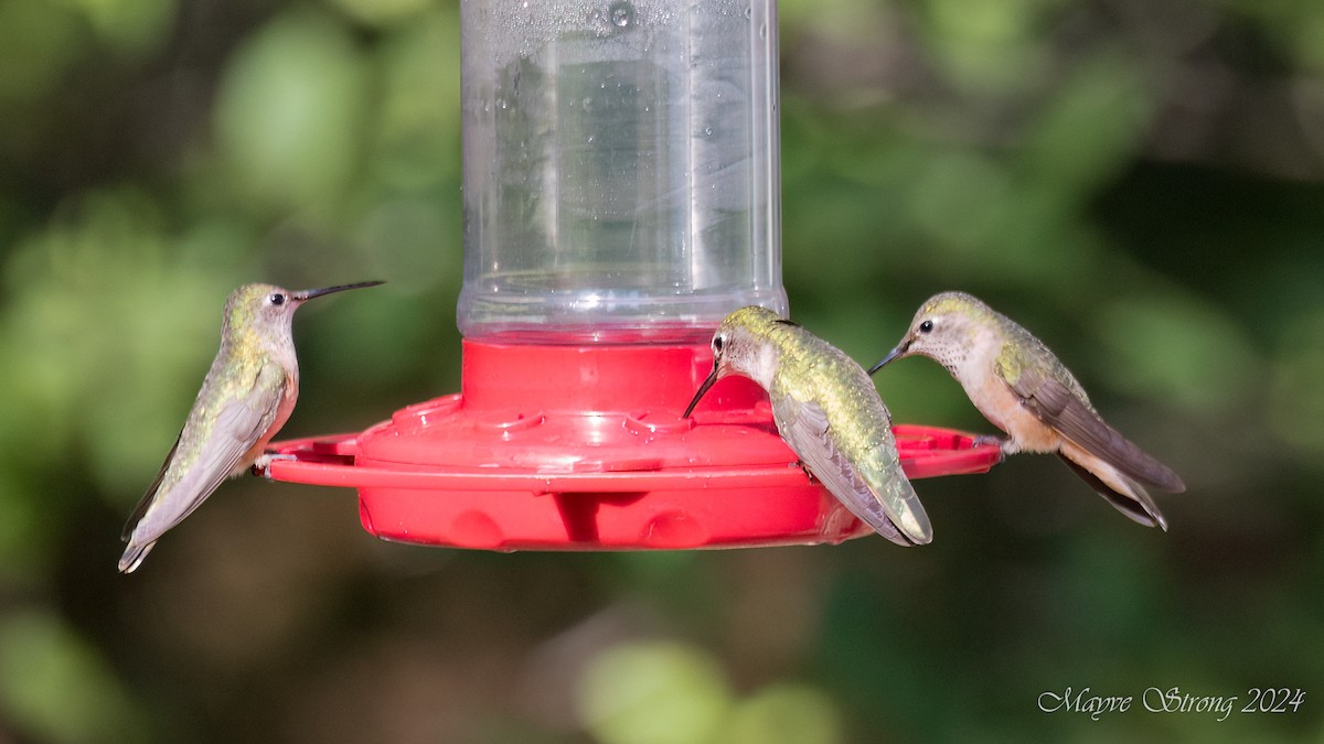 Broad-tailed Hummingbird - ML621891146