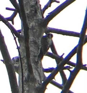 American Three-toed Woodpecker - ML621891157