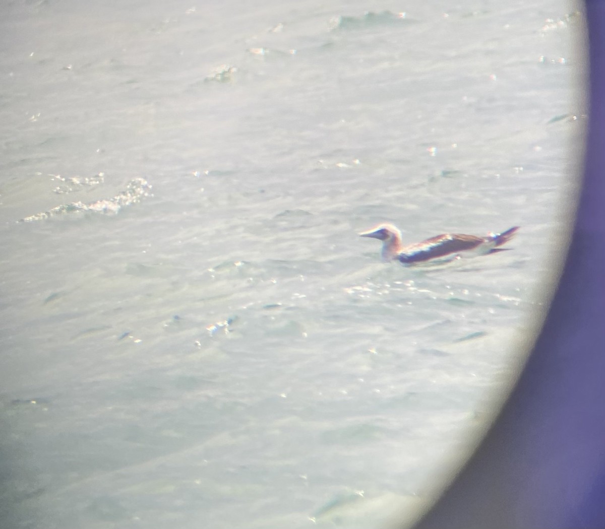 Masked Booby - ML621891276