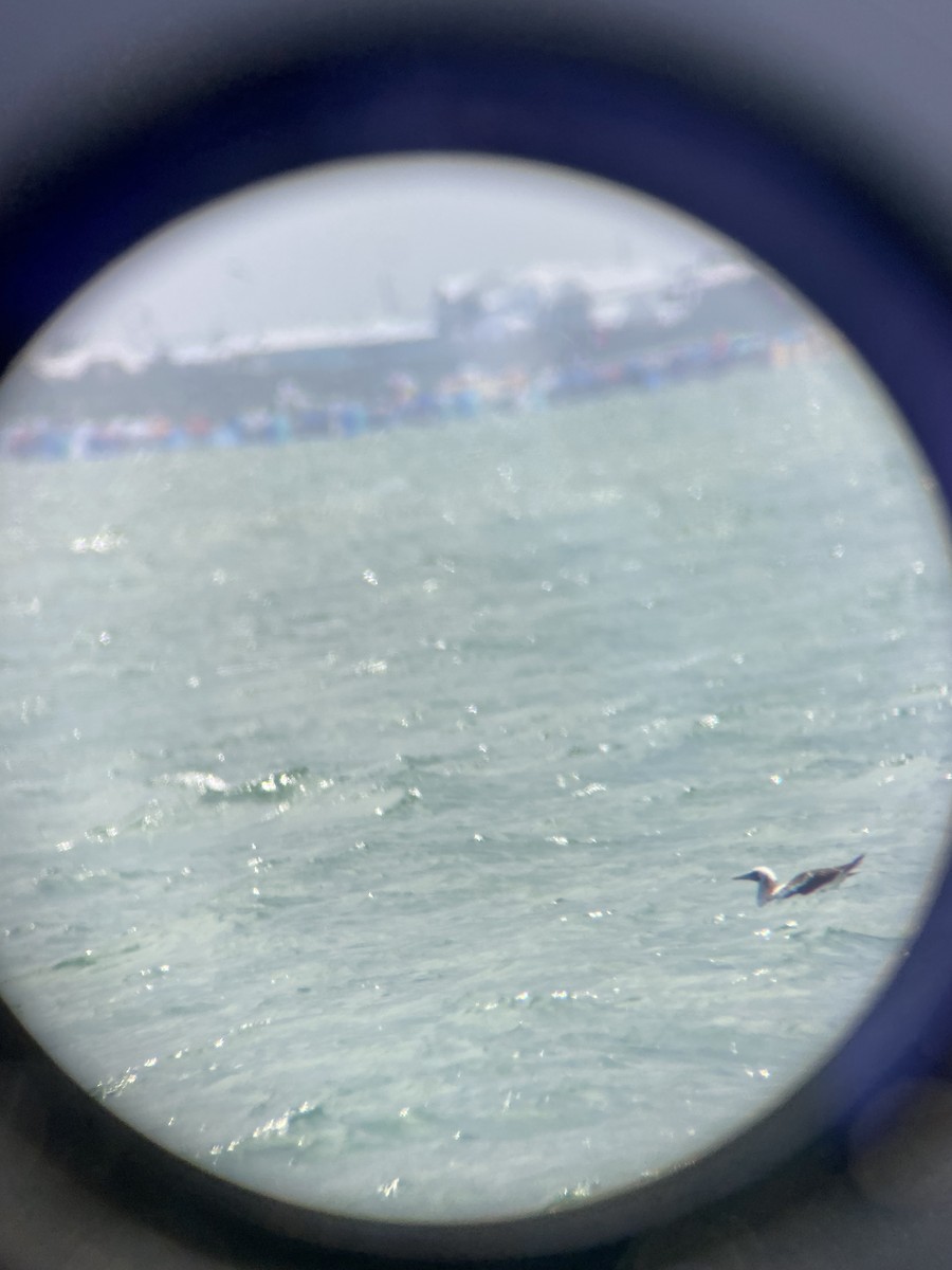 Masked Booby - ML621891278