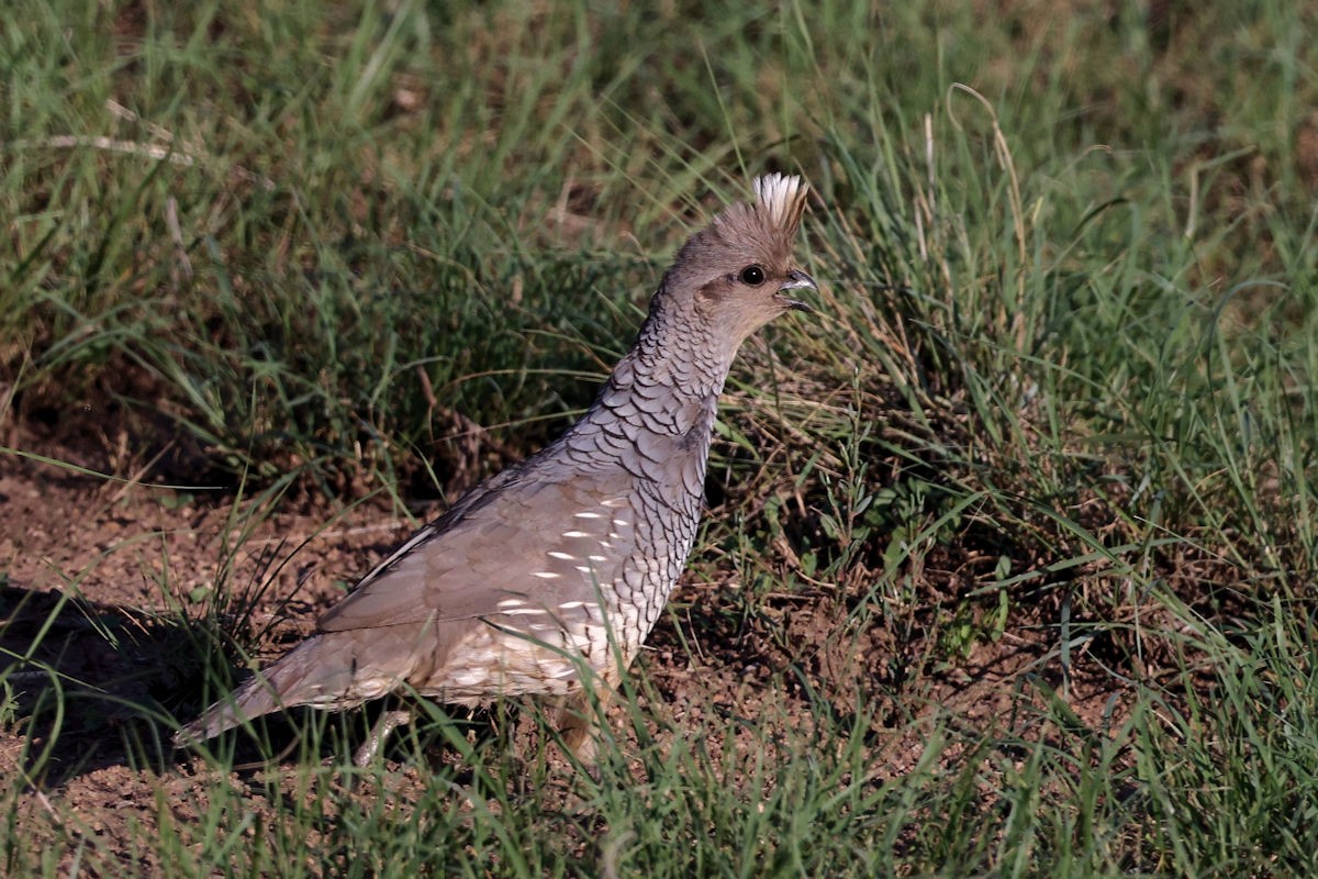 eBird Checklist - 26 Jul 2024 - Las Cienegas NCA--South Entrance (Santa ...