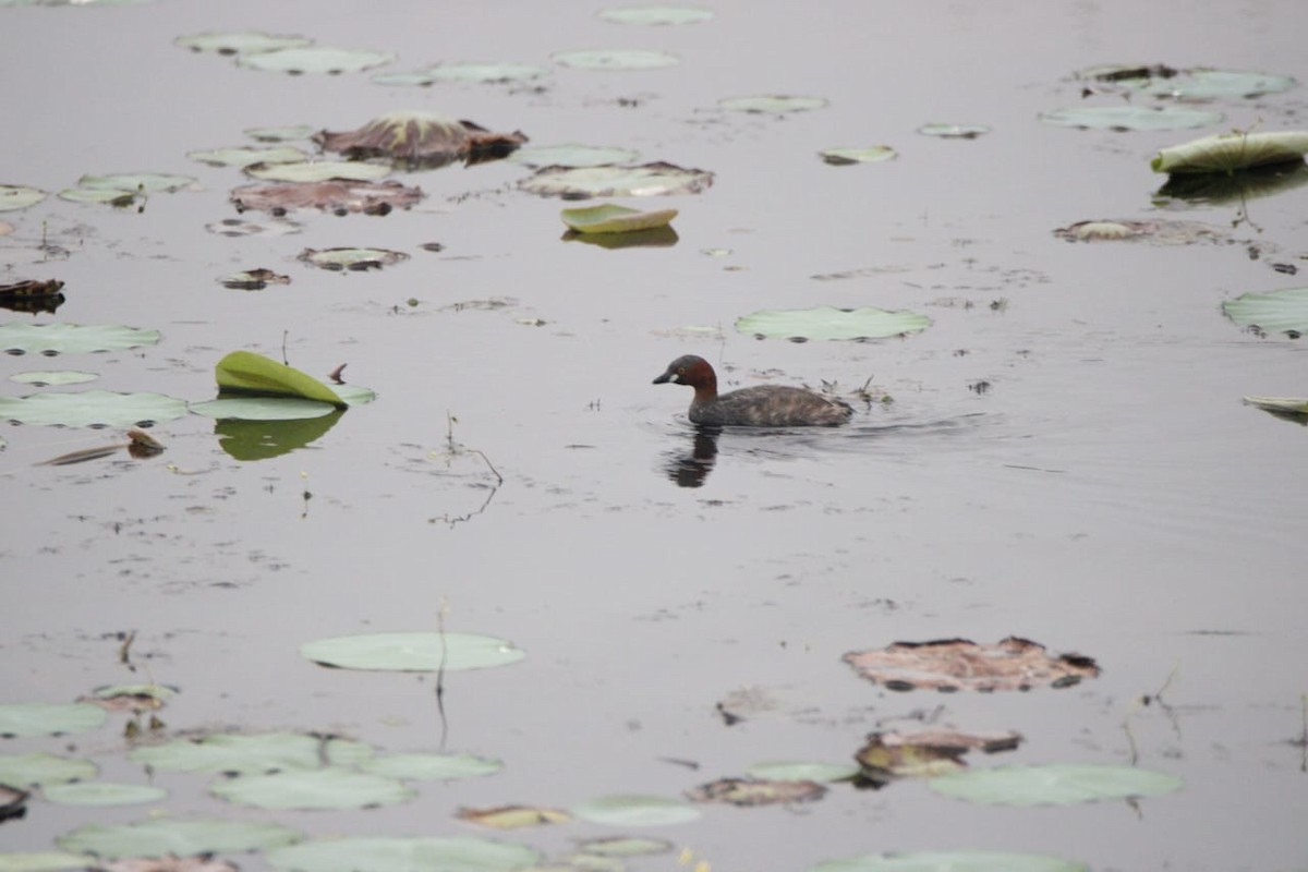 Little Grebe - ML621891306