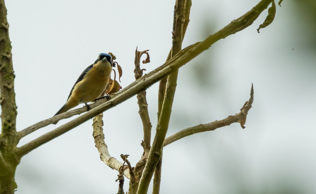 Fawn-breasted Tanager - ML621891327