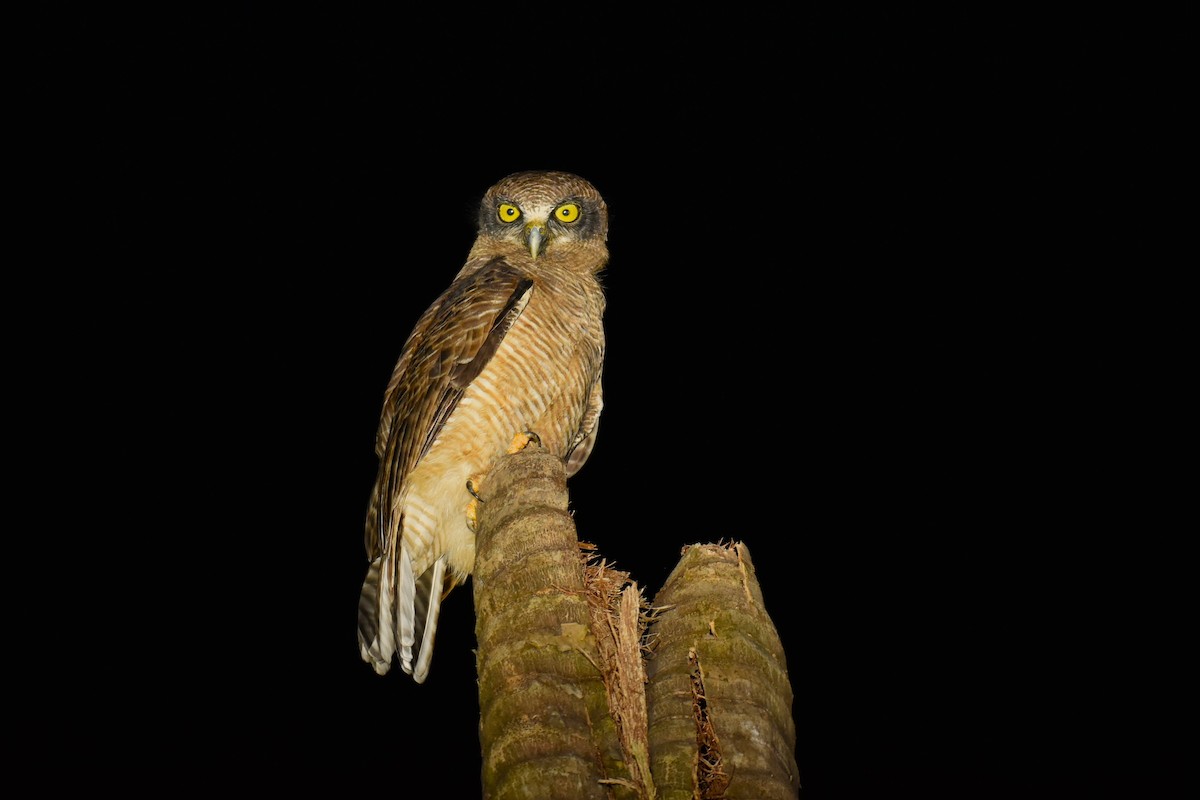 Rufous Owl - ML621891329