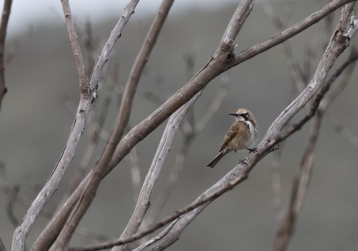 Tawny-crowned Honeyeater - ML621891407