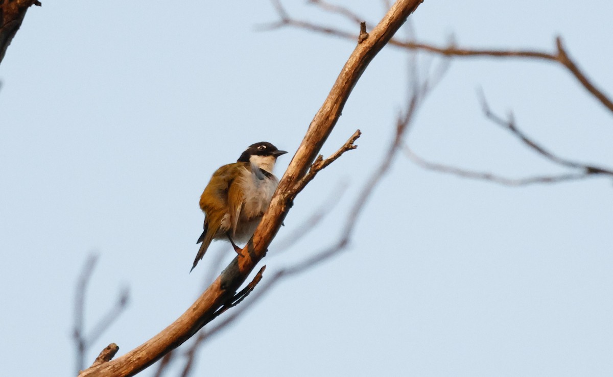 Gilbert's Honeyeater - ML621891416