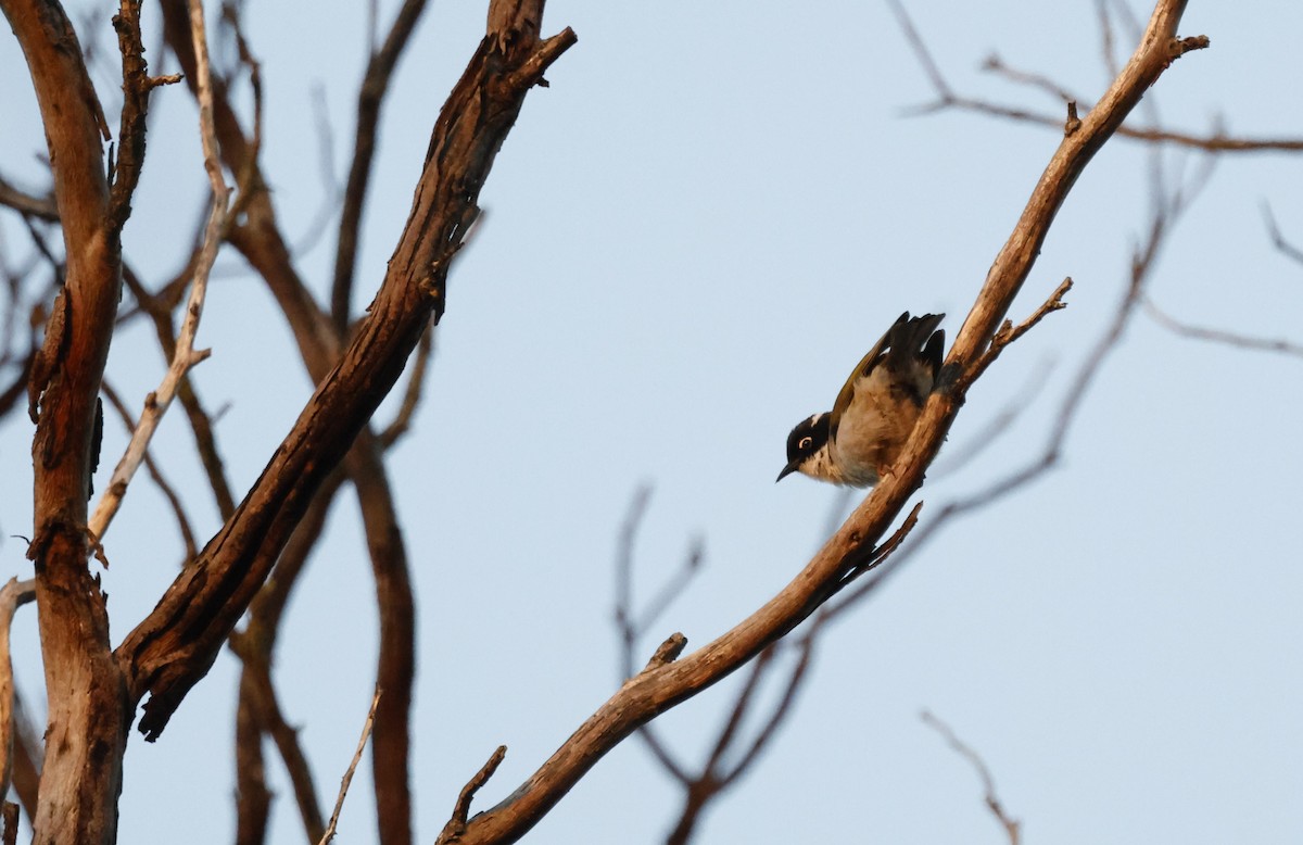 Gilbert's Honeyeater - ML621891417